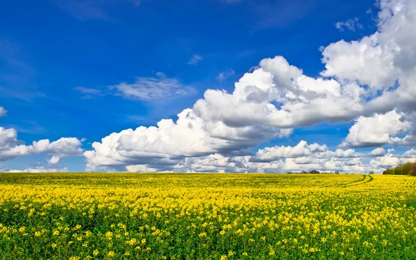 黄色の菜の花畑のパノラマ — ストック写真