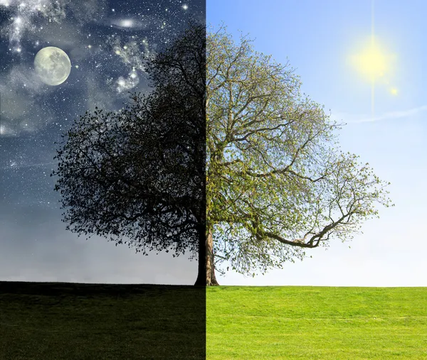 Conceito de árvore dia vs. noite Imagens De Bancos De Imagens