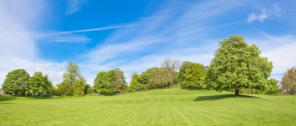 Panorama of the chestnut tree — Stock Photo, Image