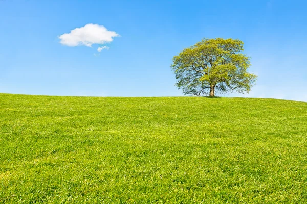 Albero solitario — Foto Stock