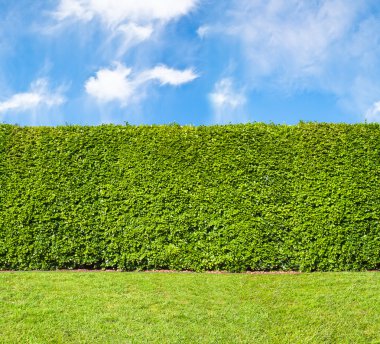 Tall hedge, endless seamless pattern clipart