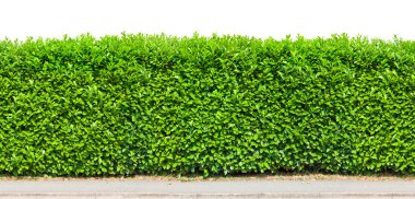 uzun boylu hedge izole