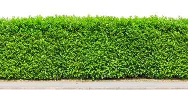 Tall hedge isolated clipart