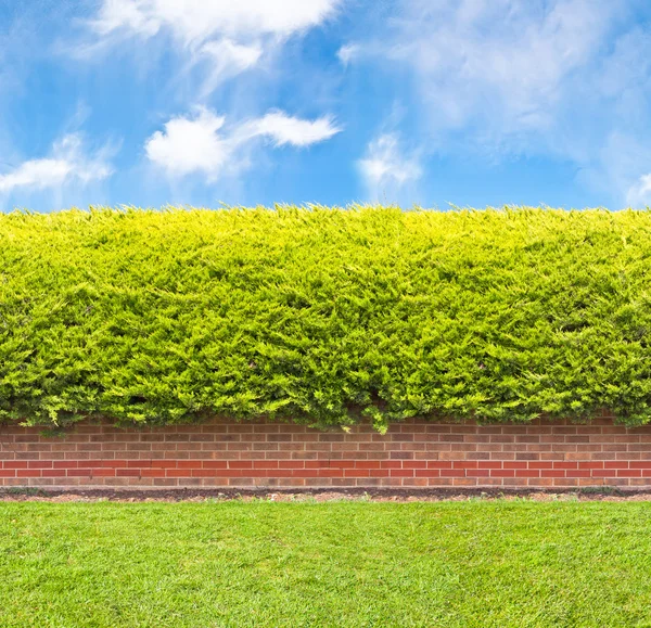 Tall hedge with part of the brick wall — Stock Photo, Image