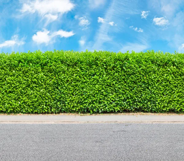 Hoog hedge met het deel van de onverharde weg — Stockfoto