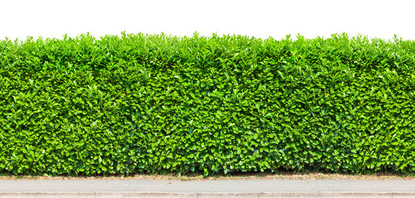 Tall hedge isolated