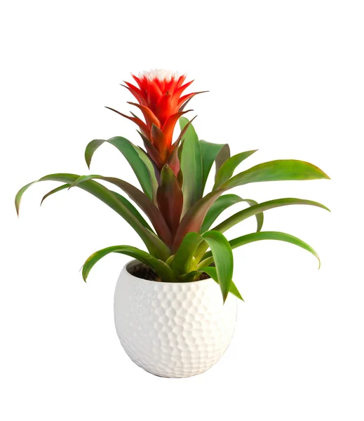 Guzmania flower blossom — Stock Photo, Image