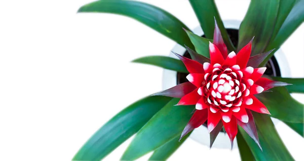 Flor de flor de Guzmania — Fotografia de Stock