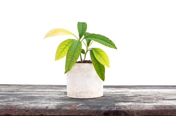 Planta de abacate — Fotografia de Stock