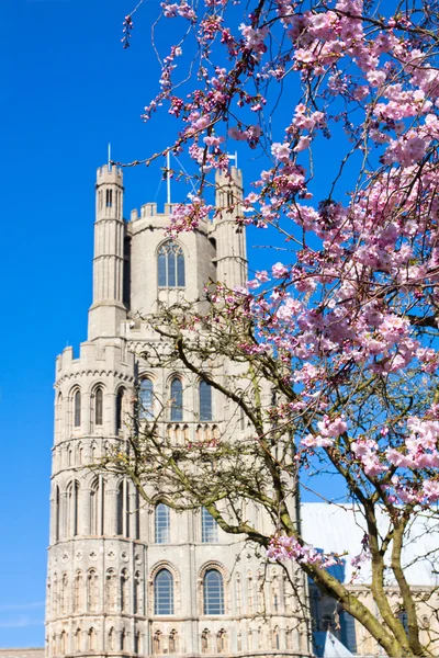 Ely catedral na primavera — Fotografia de Stock