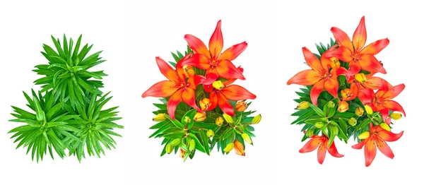 Set of 3 isolated red lily flowers — Stock Photo, Image