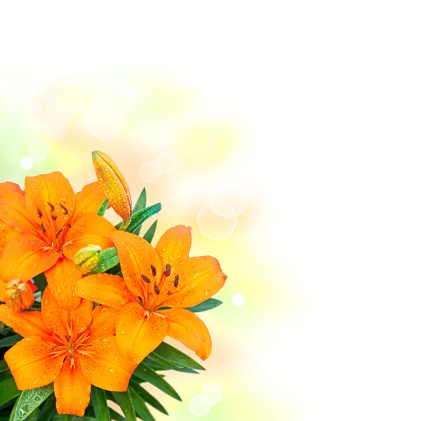 Lily flowers bouquet on white background — Stock Photo, Image