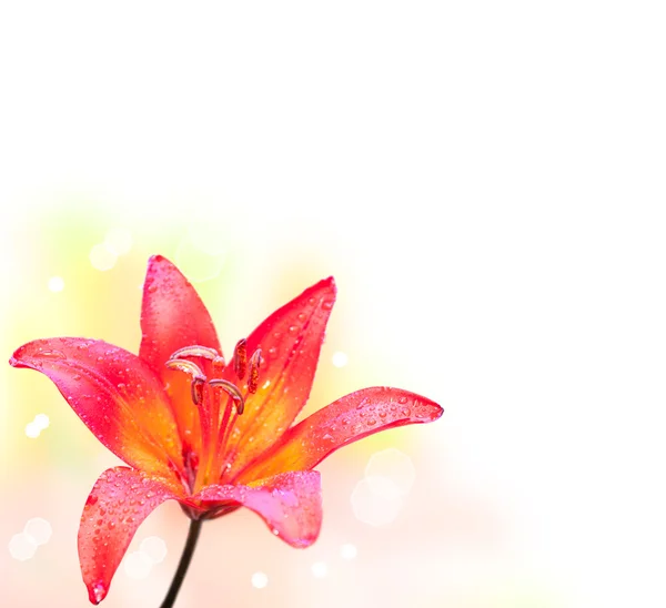 Lilie Blume auf weißem Hintergrund — Stockfoto