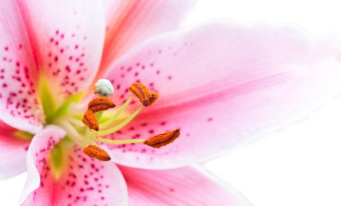 izole makro görüntü tek Beyaz Zambak çiçeği