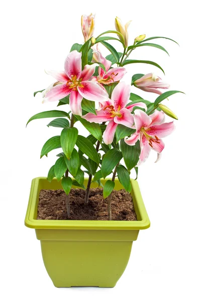White lily flowers in the pot isolated image — Stock Photo, Image