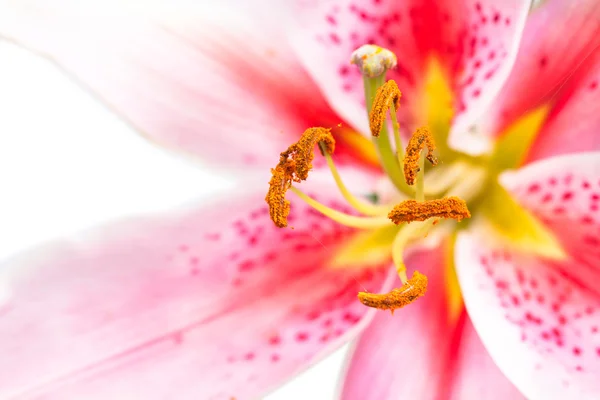 Isolated macro image of the single white lily flower — Stock Photo, Image