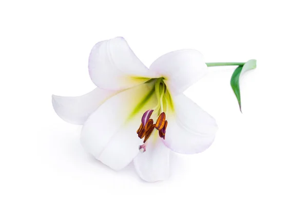 Lys Blanc Fleur Isolée Sur Blanc — Photo