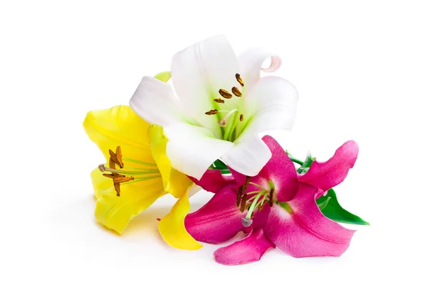 Set Lily Flowers Isolated White — Stock Photo, Image