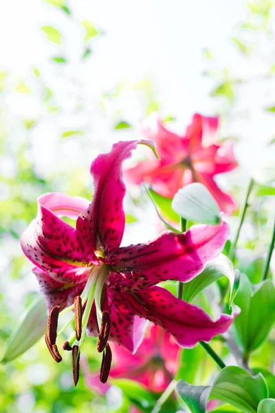 Beautiful Red Lily Flower Green Background — Stock Photo, Image