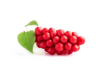 Schisandra Chinensis beyaz arka planda izole edildi 