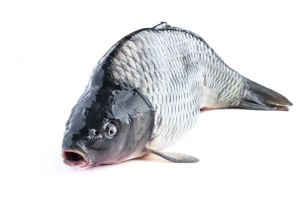 Große Frische Karpfenfische Isoliert Auf Weiß — Stockfoto