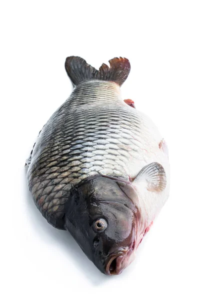Große Frische Karpfenfische Isoliert Auf Weiß — Stockfoto