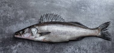 Zander  river fish on grey concrete background 