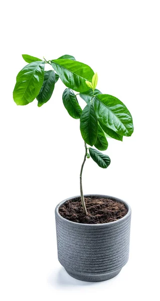 Bebê Limão Limão Planta Cítrica Vaso Cinza Isolado Branco — Fotografia de Stock