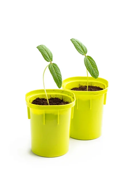 Young Green Sprouts Seedling Small Plastic Pot —  Fotos de Stock