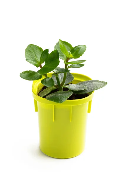 Petite Assiette Kalanchoe Pot Fleurs Plastique Isolé Sur Blanc — Photo