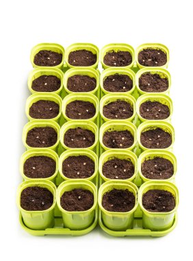 Toprağa tohum ekiyorum. Beyaza izole edilmiş plastik kaplarda. 