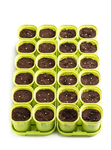 Toprağa tohum ekiyorum. Beyaza izole edilmiş plastik kaplarda. 