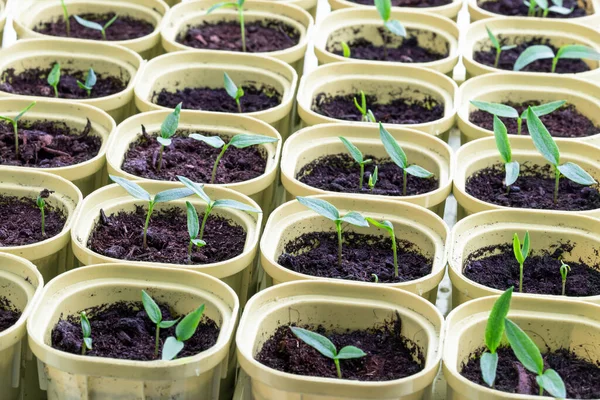 Beyaz tencerelerde izole edilmiş küçük yeşil biber ekinleri. 