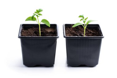 İlk domatesler plastik kaplarda filizlenir. 