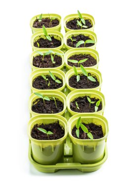 Beyaz tencerelerde izole edilmiş küçük yeşil biber ekinleri. 