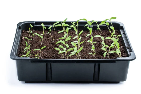 Junge Tomatenpflanzen Topf Isoliert Auf Weiß — Stockfoto