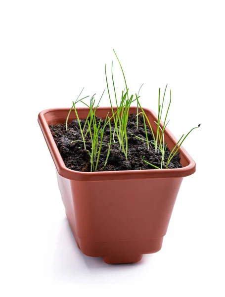 Junge Zwiebelpflanze Topf Isoliert Auf Weiß — Stockfoto