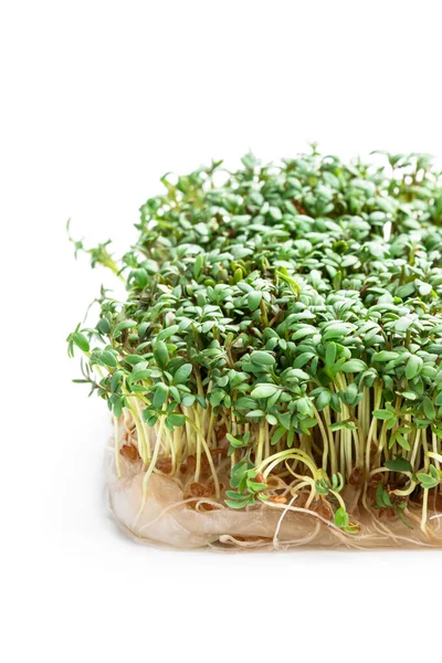 Plantas Ensalada Berros Germinados Aisladas Blanco — Foto de Stock