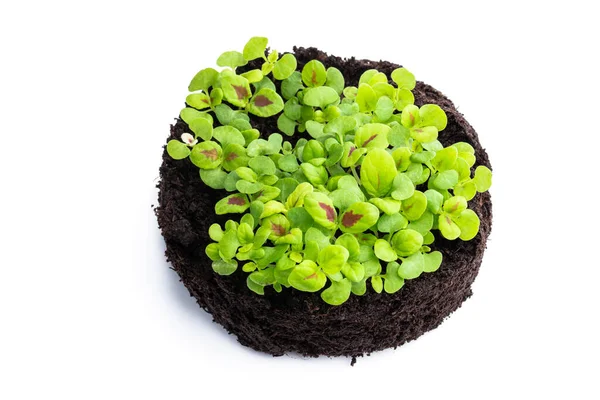 Germinating Baby Flower Soil — Stockfoto