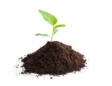 Yavru yeşil biber beyaz toprakta izole edilmiş. 