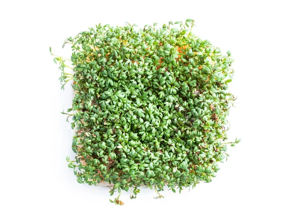 Ontkiemde Tuinkers Salade Planten Geïsoleerd Wit — Stockfoto