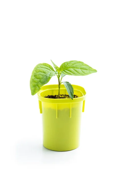Mladé Dítě Zelená Paprika Plodina Malém Zeleném Hrnci Izolované Bílém — Stock fotografie