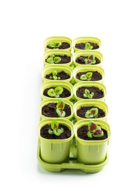 Beyaz tencerelerde küçük kolaçan otları filizlendiriyor. 