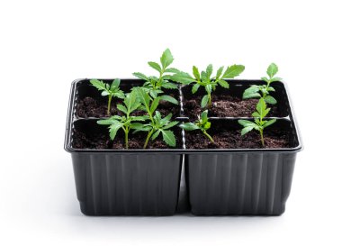 Bebek kadife çiçeği geri dönüşümlü plastik kapta beyaza izole edilmiş. 