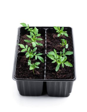 Geri dönüşümlü plastik kaplarda bulunan bebek kadife çiçekleri beyaza izole edilmiş. 