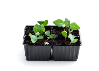 Geri dönüştürülebilir plastik kaplarda bulunan bebek yıldız çiçeği bitkisi beyaza izole edilmiş. 