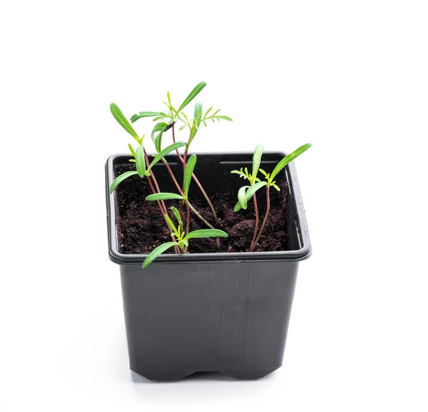 Baby Kosmos Plant Recycleerbare Kunststof Potten Geïsoleerd Wit — Stockfoto