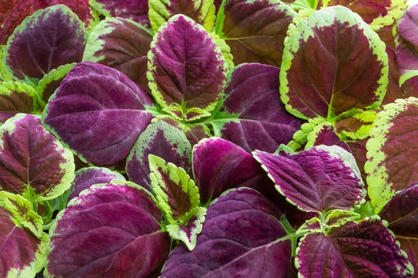 Ev yapımı genç Coleus bitki geçmişi 