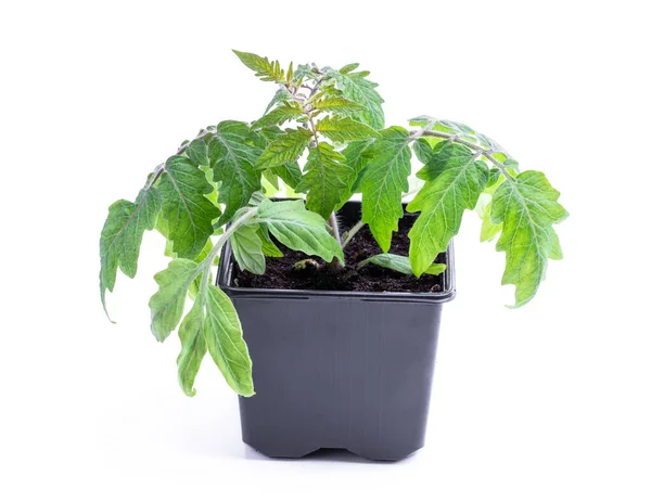 Início Broto Tomate Anão Vaso Plástico Isolado Branco — Fotografia de Stock