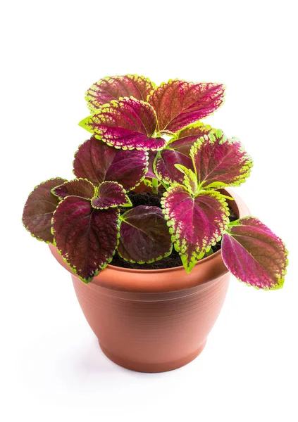 Germinating Baby Coleus Plant Brown Pot Isolated White — Stock Photo, Image